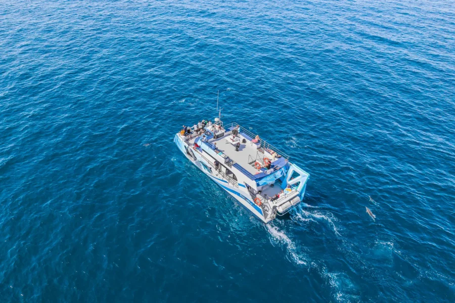 From Vilamoura : Benagil Caves & Dolphins – Catamaran